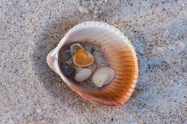 Conchiglie Sabbia All Interno Più Grande Shell Lungo Spiaggia — Foto Stock