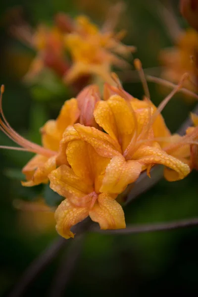Selective Focus Dew Drops Azalea Blooming Summer — Stock Photo, Image