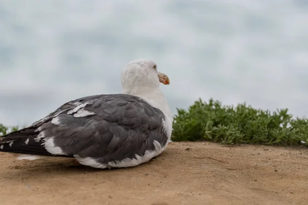 Seagull Zit Sandy Klif Langs Pacifische Kust — Stockfoto