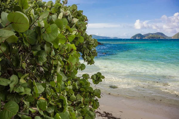 Karayip Parlak Mavi Sularına Önünde Parlak Yeşil Yaprakları — Stok fotoğraf