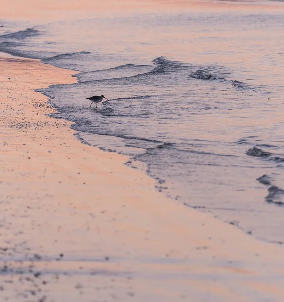 Willet Jaagt Branding Roze Zonsopkomst Weerspiegeling — Stockfoto