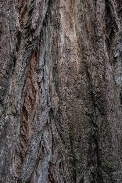 Szorstki Redwood Kora Pionowego Tła Obrazu — Zdjęcie stockowe