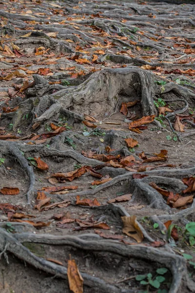 Radici Foglie Ricoprono Superficie Del Suolo — Foto Stock