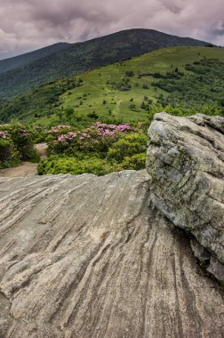 Ormangülü çiçek Appalachian Trail Jane Bald için yuvarlak kel uzaktan Roan Dağı üzerinde bir rock çıkıntının gider