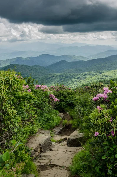 Rocky Trail Leaving Jane Bald Lined Blooming Catawba Rhododendron — Stock Photo, Image