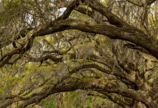 Spanish Moss and Live Oak Tunnel in southern city
