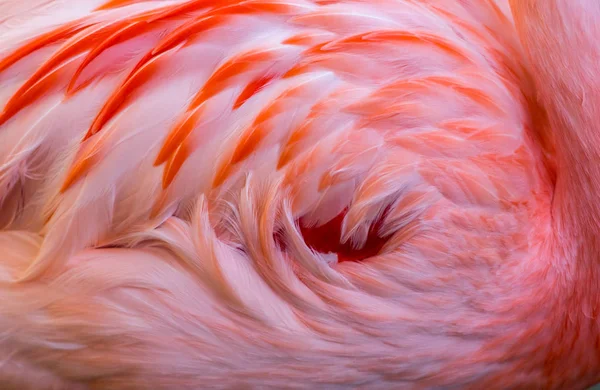 Texture Plumes Dos Flamant Rose — Photo