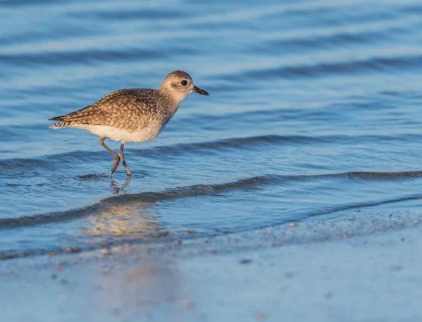 Willet Stands Attention While Hunting Shallow Ocean Water — Stock Photo, Image