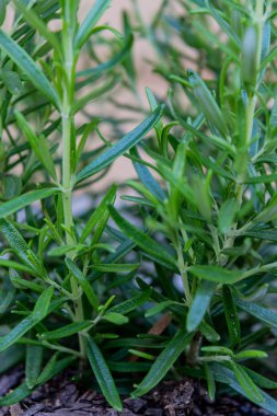 Yakın kadar olan biberiye arka bahçe büyüyen bitki