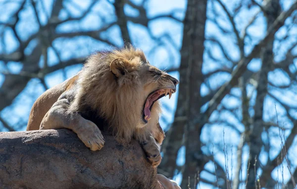 Leão Yawns Com Espaço Cópia Para Direita — Fotografia de Stock