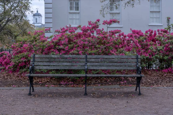 Old Park Bench and Pink Azaleas along public park sidewalk