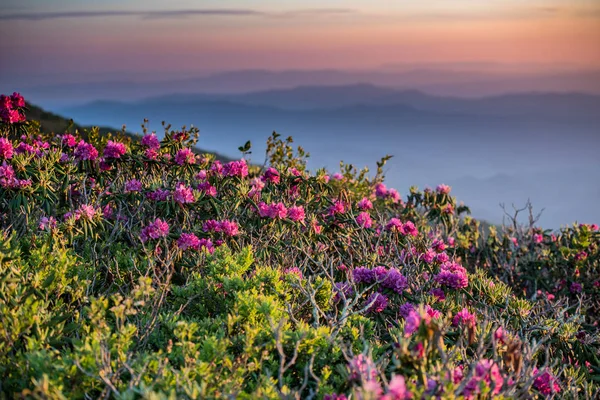 Rhododendron Reflektiert Das Morgenlicht Mit Schichten Des Blauen Grats Hintergrund — Stockfoto