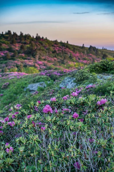 Rhododendron Grassy Ridge Vertical Durante Floración Junio — Foto de Stock
