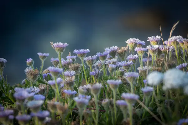 Small Purple Flowers Grow Bunch Selective Focus — Stock Photo, Image