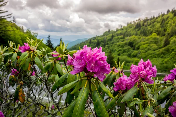 Rododendro Roxo Brilhante Perto Estrada Que Atravessa Great Smoky Mountain — Fotografia de Stock