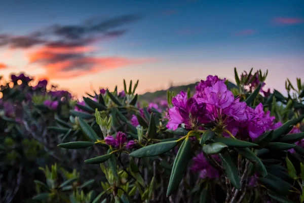 Rhododendronblumen Mit Sonnenaufgang Hintergrund — Stockfoto