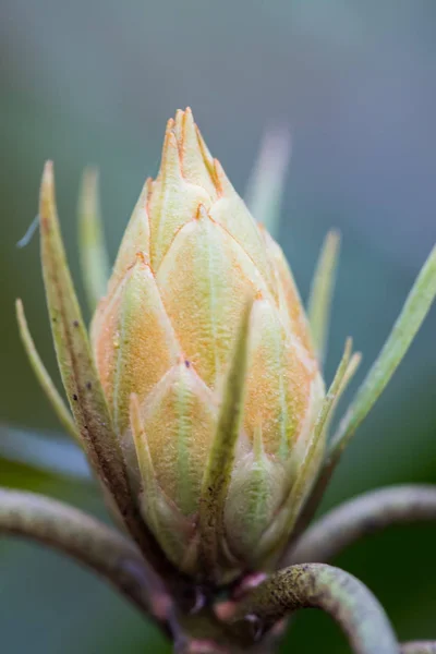 Bud Rhododendron Εσωτερικη — Φωτογραφία Αρχείου