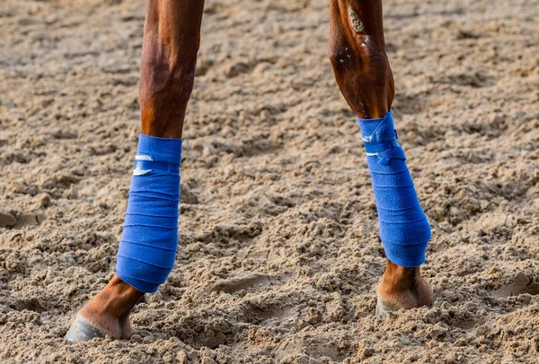 Due Caviglie Cavallo Nastrate Sulla Superficie Della Pista Sterrata — Foto Stock