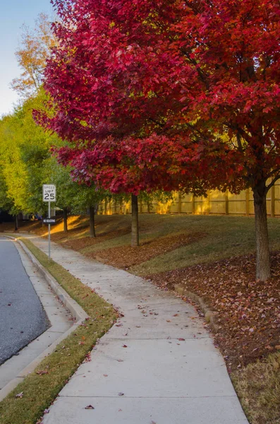 Leaves Turn Red Sidewalk Suburban Neighborhood — Stock Photo, Image