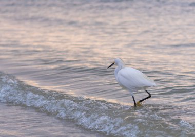 Sabah erken ışık sörf Snowy balıkçıl avı