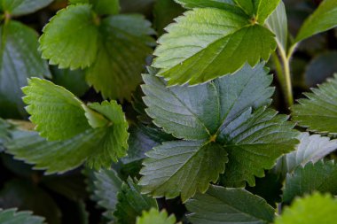 Arka bahçede çilek bitki yaprakları kapat