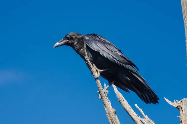 Corvo Negro Empoleirado Nos Ramos Mortos Uma Árvore — Fotografia de Stock