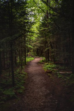 Wide kir iz güneşli yerde çam ormanı içinde