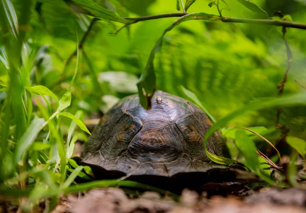 Skorupy Żółwia Przez Lato Liści Smokies — Zdjęcie stockowe