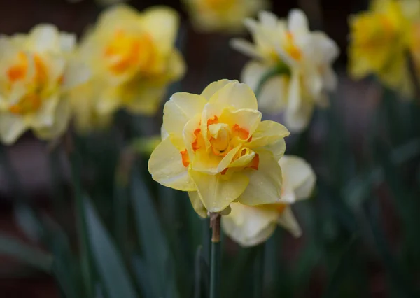 Ημέρα Της Βασίλισσας Daffodil Επικεντρώνεται Στο Κρεβάτι Άλλες Νάρκισσους — Φωτογραφία Αρχείου