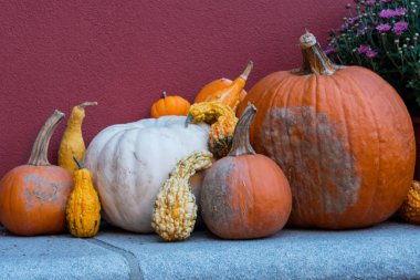Kabaklar ve Squash kırmızı duvar düşüş sırasında