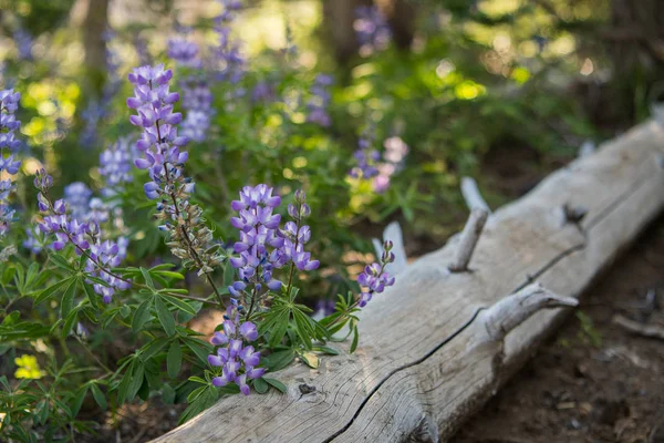 Viola Lupine Lungo Tronco Albero Caduto Nel Pacifico Nord Occidentale — Foto Stock