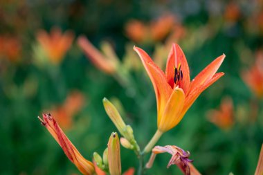 Turuncu yaprakları yaz Lily açılış Bahçe