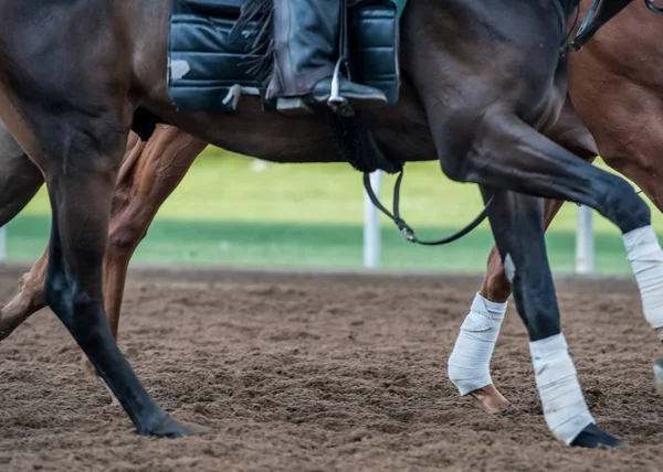 Kraftfulla Ben Smuts Spåret Med Kopia Utrymme — Stockfoto