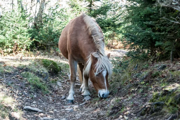 Herd Wild Ponies Live Grayson Highlands Appalachian Trail — Stock Photo, Image