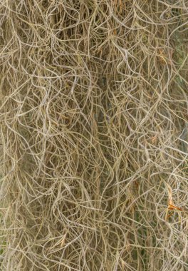 İspanyol yosun kalın ağaç arka plan doku asmak