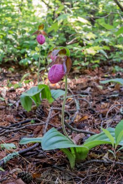 Pembe Bayan Terlik Appalachian iz Shenandoah Milli Parkı'nda boyunca çiçek açar