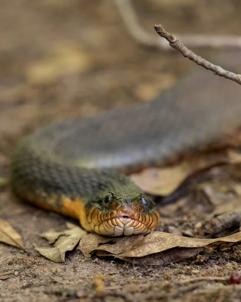 Plain Bellied Sipedon Gezicht Het Wandelpad Vroege Zomer — Stockfoto