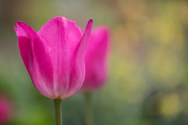 Tulipa Rosa Com Espaço Cópia Borrado Para Direita — Fotografia de Stock