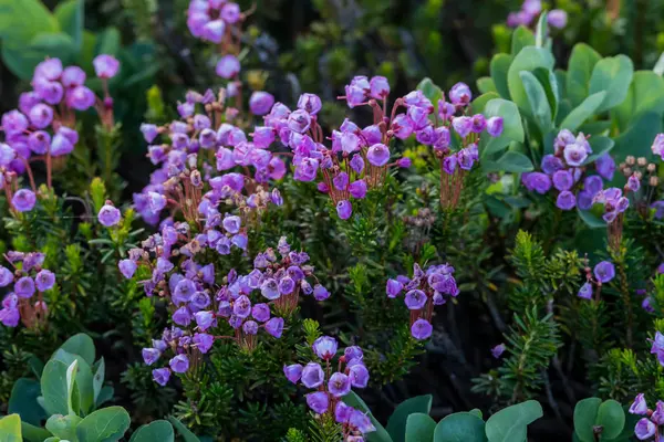 Růžový Květ Sasanky Heath Mountain Severozápadním Pacifiku — Stock fotografie