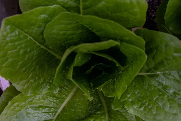 Centro Oscuro Lechuga Romana Crece Jardín —  Fotos de Stock