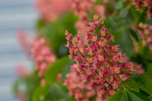 Flores Rosas Anaranjadas Florecen Foco Selectivo Durante Primavera —  Fotos de Stock