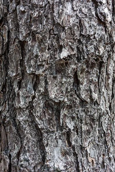 Bakgrundsbild Pine Tree Bark — Stockfoto