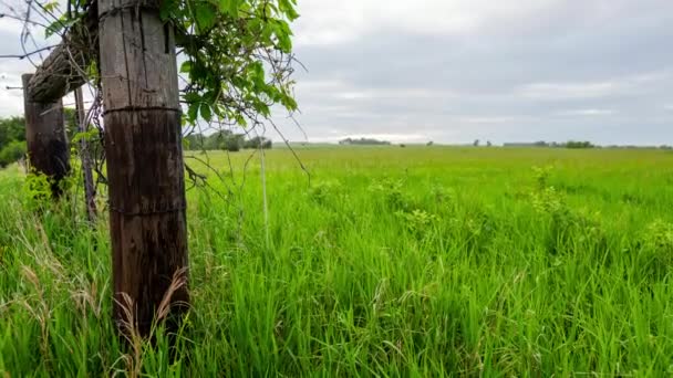 Minnesota Champ Côté Clôture Bois Fin Après Midi Lumière — Video