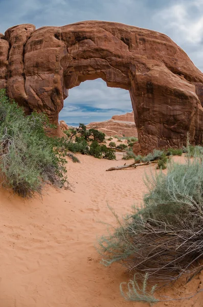 Plano Vertical Pine Tree Arch — Foto de Stock