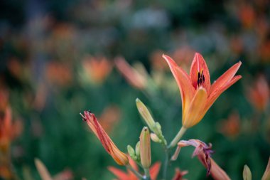Çiçek açan Orange Lily şehir Bahçe, yakın çekim