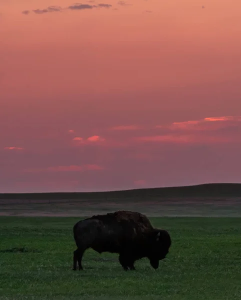 Dawn Breaks Sobre Grazing Bison Campo —  Fotos de Stock