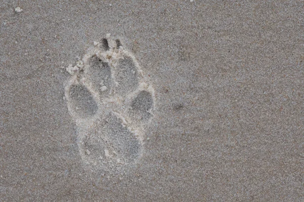 Impression Des Pattes Dans Sable Avec Espace Copie Droite — Photo