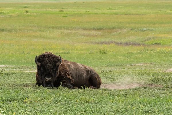 Grungy Buffalo Senta Campo Gramado Dia Quente Verão — Fotografia de Stock