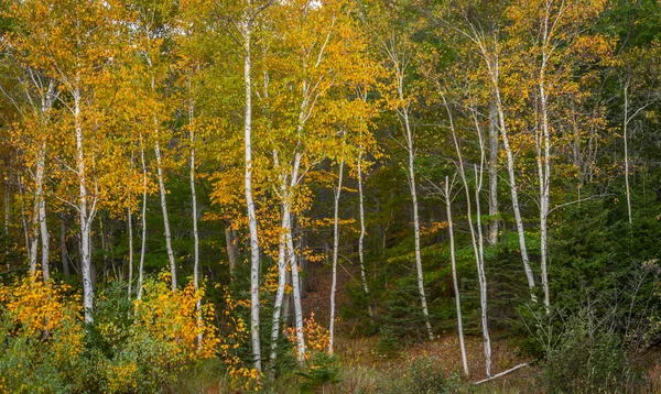 Papír Nyírfa Sárga Levelek Maine Erdőben — Stock Fotó
