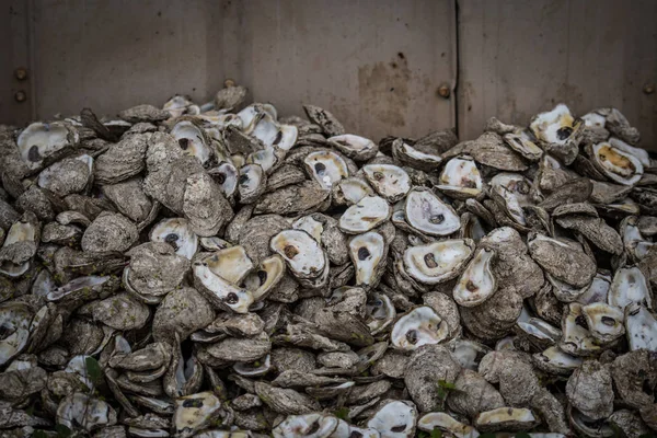 Oyster Shells Wall Uma Área Pesca Industrial — Fotografia de Stock